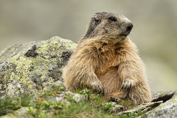 svišť vrchovský tatranský Marmota marmota latirostris