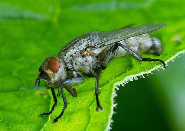 kuklica Microphthalma europaea