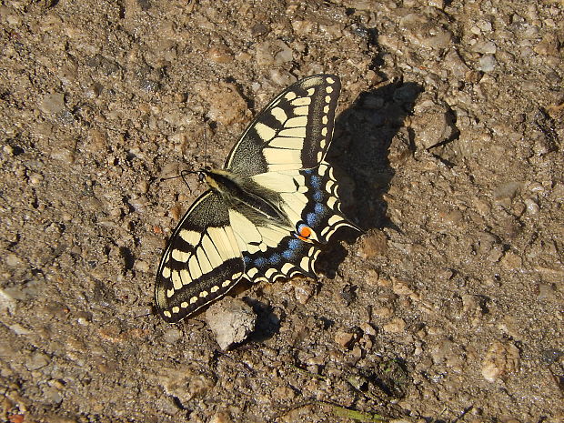 vidlochvost feniklový Papilio machaon Linnaeus