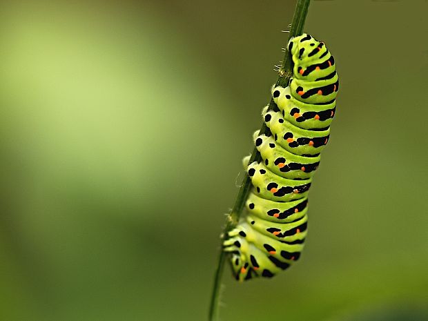 husenica vidlochvosta feniklového Papilio machaon