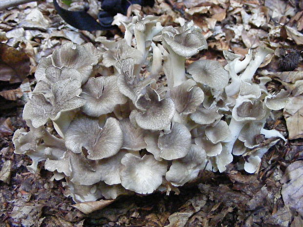 trúdnik klobúčkatý Polyporus umbellatus (Pers.) Fr.