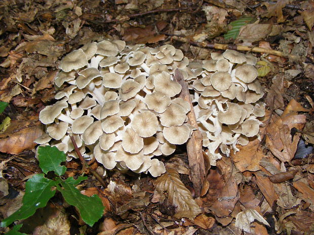 trúdnik klobúčkatý Polyporus umbellatus (Pers.) Fr.