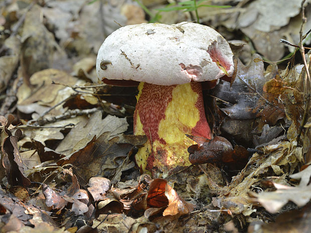 hríb purpurový Rubroboletus rhodoxanthus Kuan Zhao &amp; Zhu L. Yang