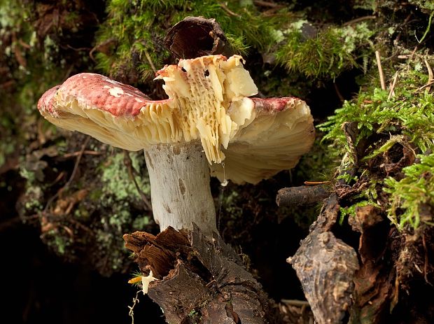 plávka celistvookrajová Russula integra (L.) Fr.