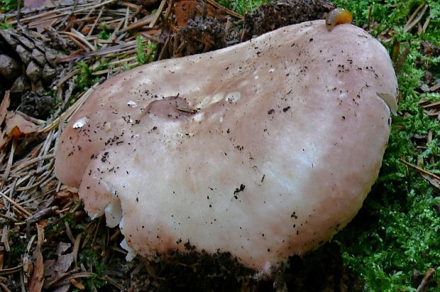 plávka mandľová Russula vesca Fr.