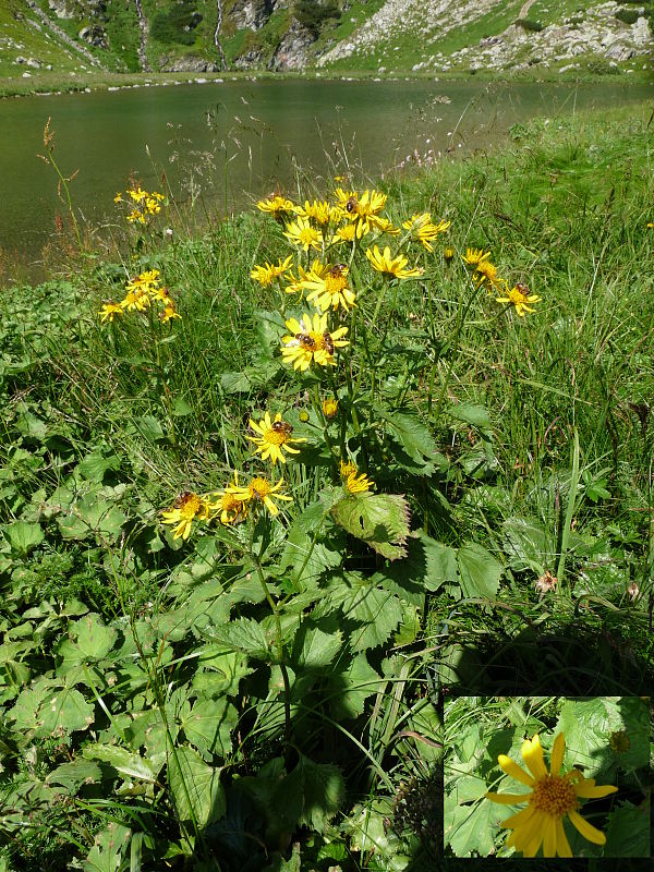 starček subalpínsky Senecio subalpinus W. D. J. Koch