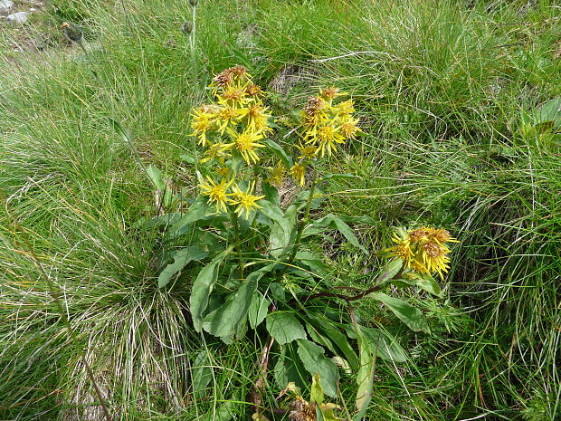 zlatobyľ obyčajná alpská Solidago virgaurea subsp. minuta (L.) Arcang.