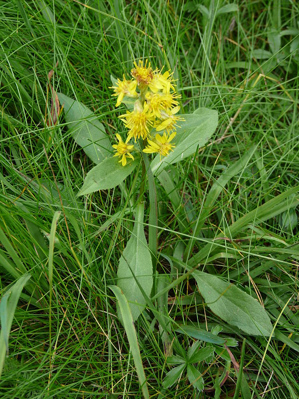 zlatobyľ obyčajná alpská Solidago virgaurea subsp. minuta (L.) Arcang.