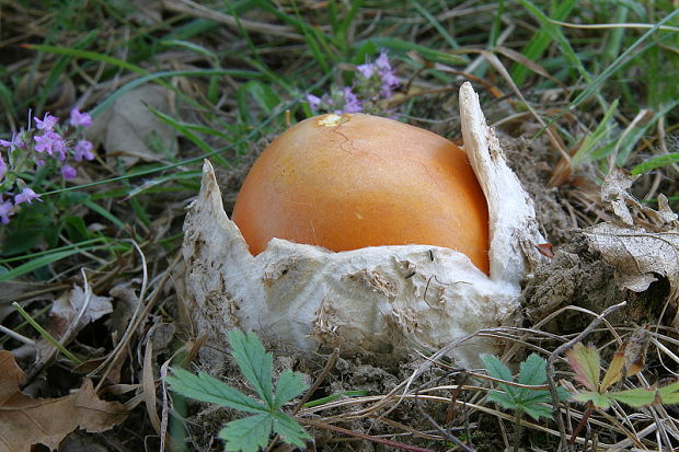 muchotrávka cisárska Amanita caesarea (Scop.) Pers.