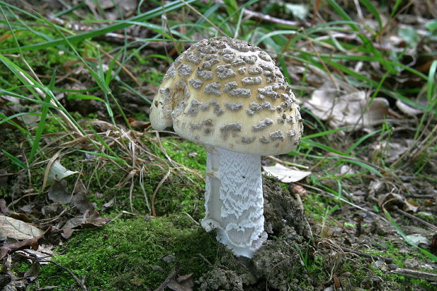 muchotrávka chrastavá Amanita ceciliae (Berk. & Broome) Bas