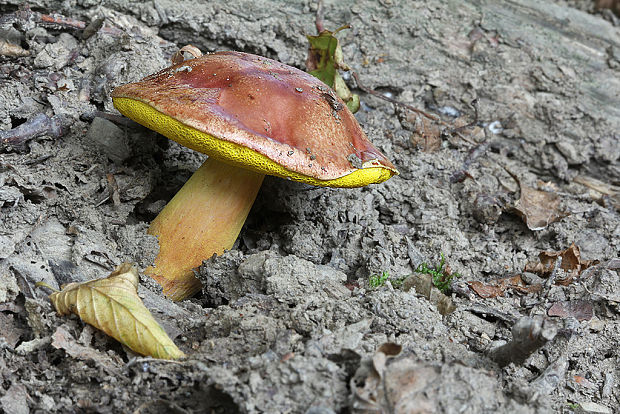 zlatohríb úhľadný Aureoboletus gentilis (Quél.) Pouzar