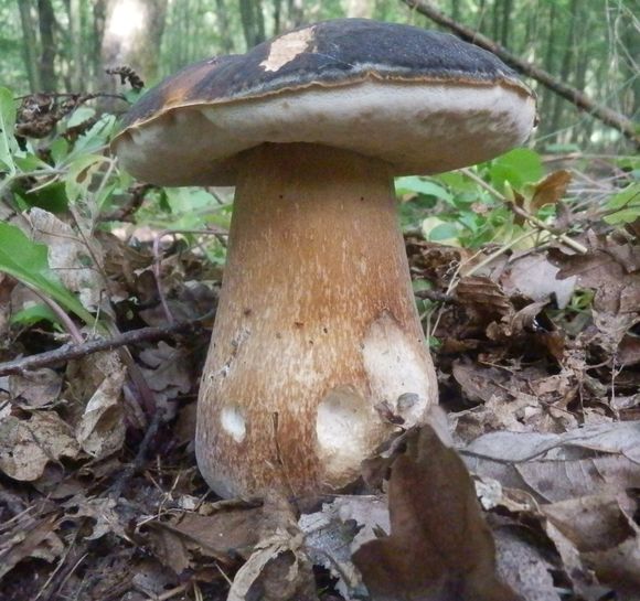 hríb bronzový Boletus aereus Bull. ex Fr.