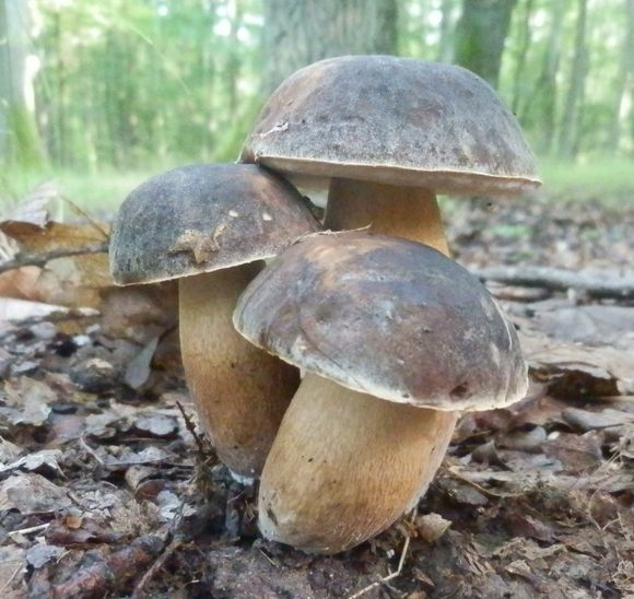 hríb bronzový Boletus aereus Bull. ex Fr.