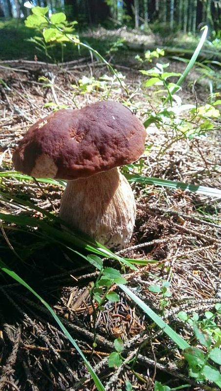 hríb smrekový Boletus edulis Bull.