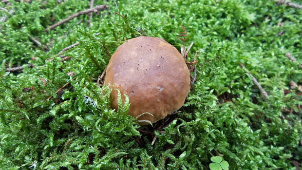 hríb smrekový Boletus edulis Bull.