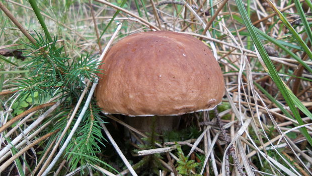 hríb smrekový Boletus edulis Bull.