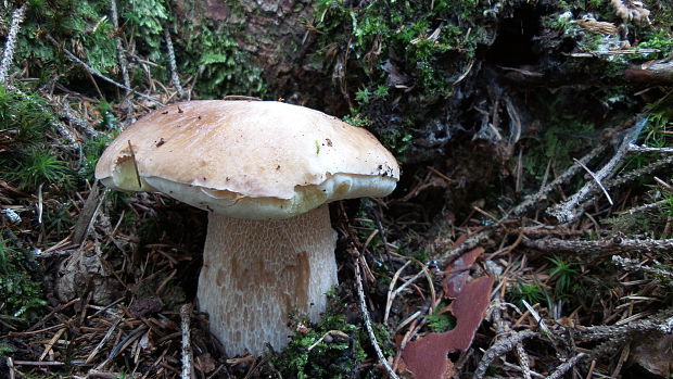 hríb smrekový Boletus edulis Bull.