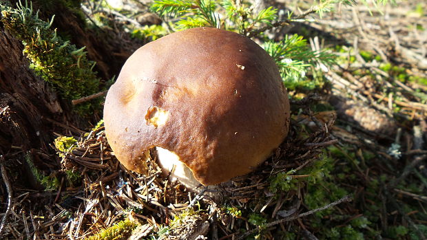 hríb smrekový Boletus edulis Bull.