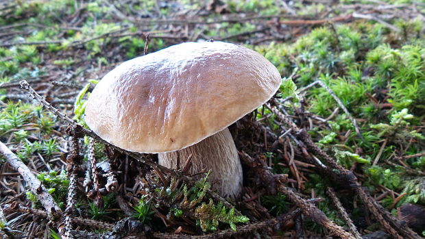 hríb smrekový Boletus edulis Bull.