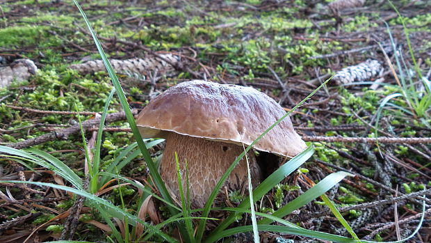 hríb smrekový Boletus edulis Bull.