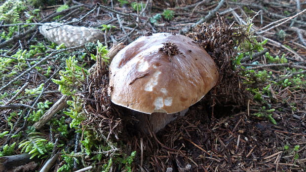 hríb smrekový Boletus edulis Bull.