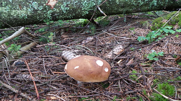 hríb smrekový Boletus edulis Bull.