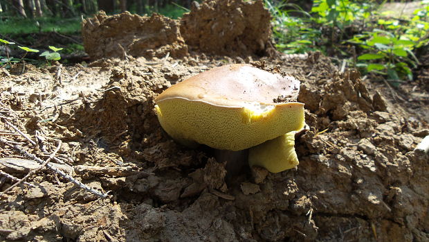 hríb smrekový Boletus edulis Bull.