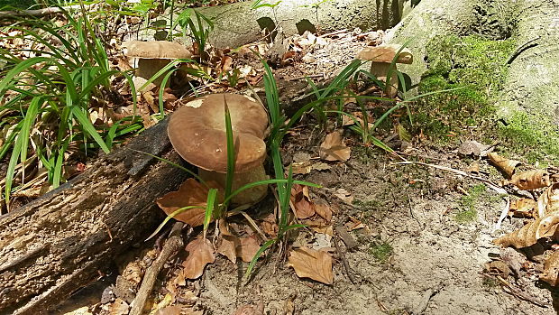 hríb dubový Boletus reticulatus Schaeff.