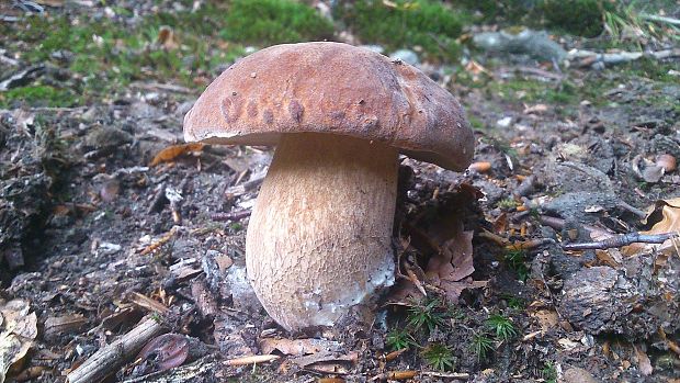 hríb dubový Boletus reticulatus Schaeff.