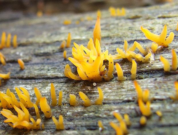 parôžkovec malý Calocera cornea (Fr.) Loud.