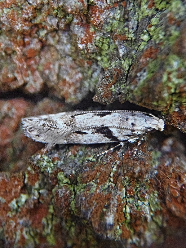 psota škvrnkatá Caryocolum blandella Douglas, 1852