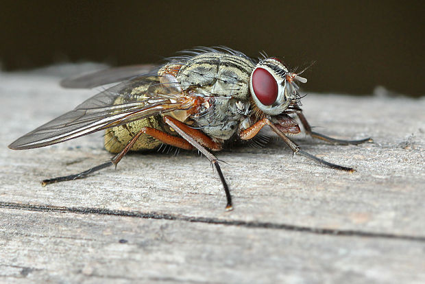 mucha Diptera, Muscidae