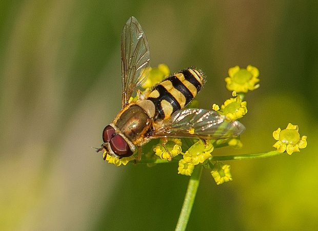 pestrica Epistrophe grossulariae ♂