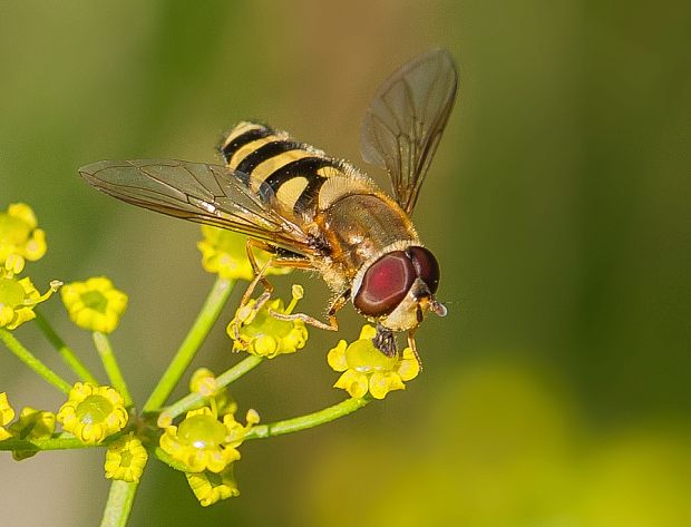 pestrica Epistrophe grossulariae ♂