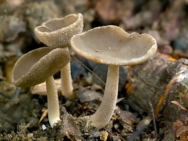 chriapač brvitý Helvella macropus (Pers.) P. Karst.