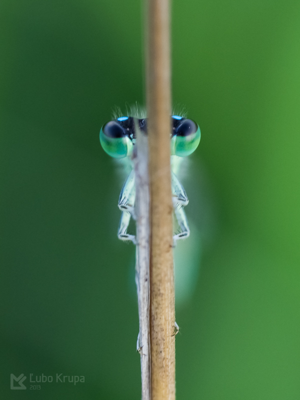 šidielko väčšie Ischnura elegans