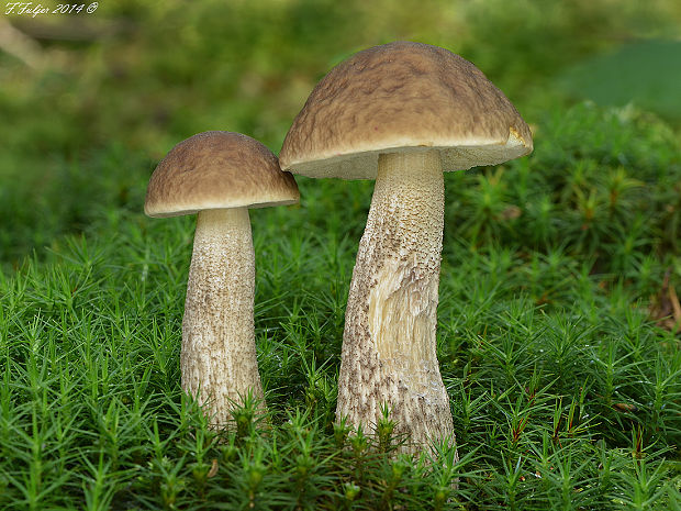 kozák hrabový Leccinum pseudoscabrum (Kallenb.) Šutara