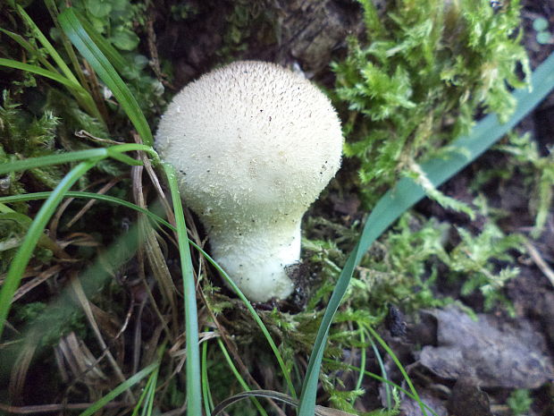 prášnica bradavičnatá Lycoperdon perlatum Pers.