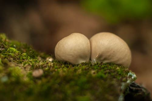 prášnica Lycoperdon sp.