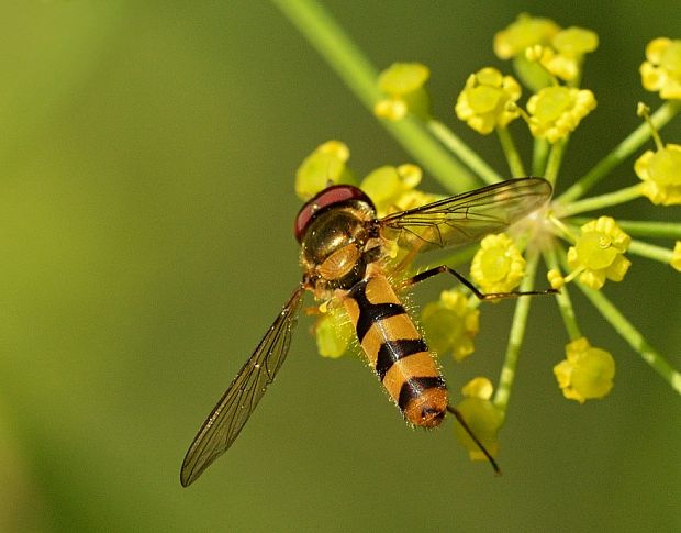 pestrica Meliscaeva cinctella