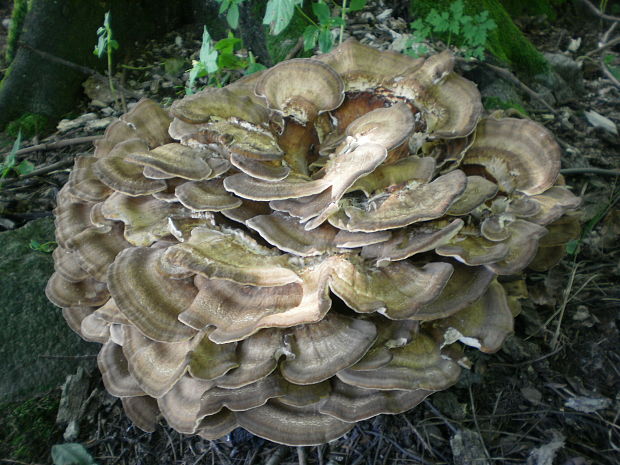 vejárovec obrovský Meripilus giganteus (Pers.) P. Karst.