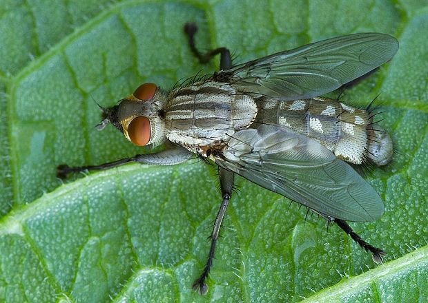 kuklica Microphthalma europaea