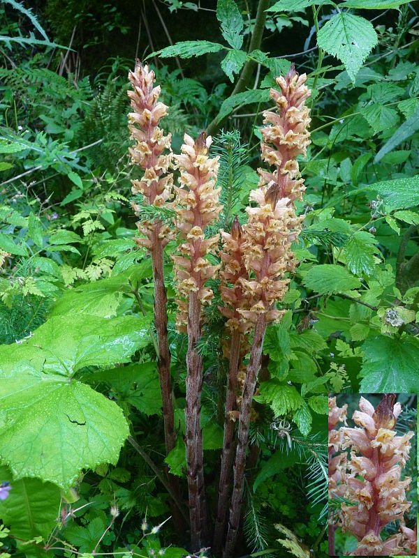 záraza červenožltá Orobanche flava F. W. Schultz