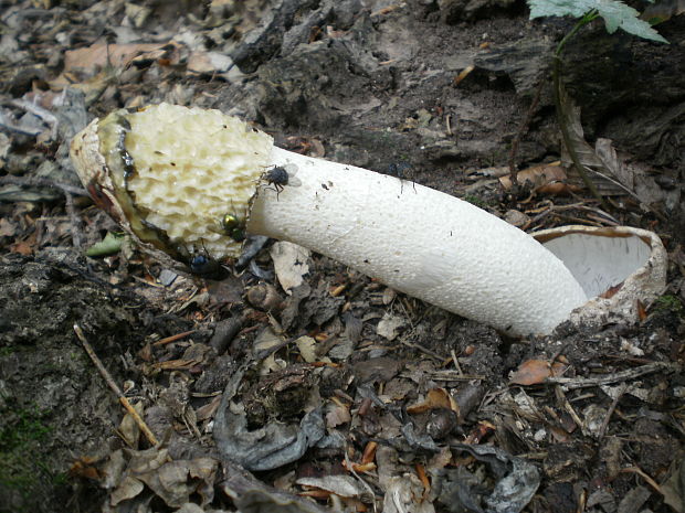 hadovka smradľavá Phallus impudicus L.