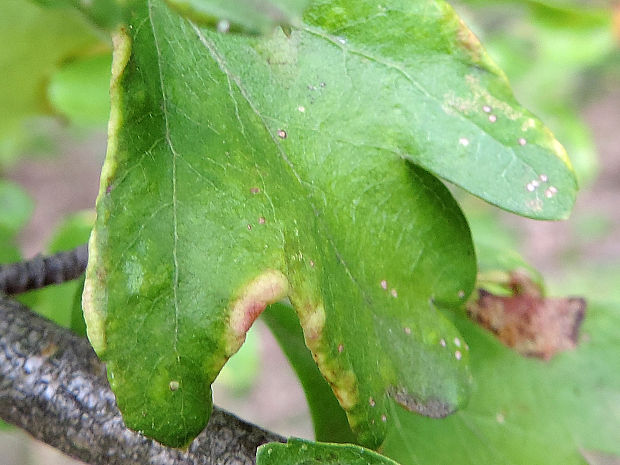 vlnovník / vlnovník hlohomilný Phyllocoptes goniothorax Nalepa, 1889