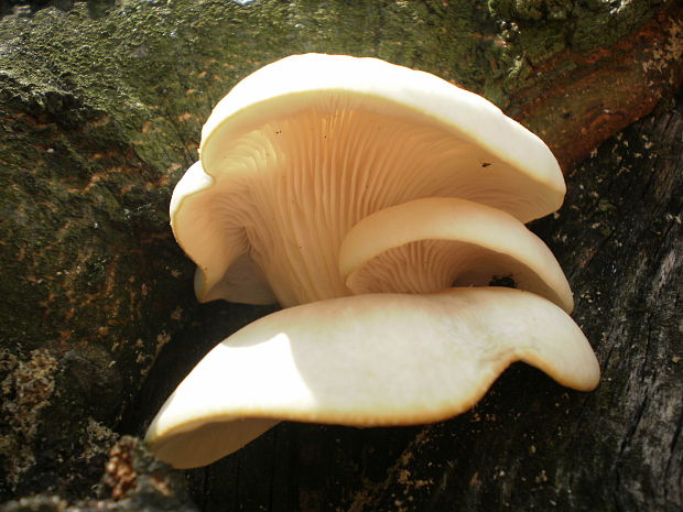 hliva buková Pleurotus pulmonarius (Fr.) Quél.