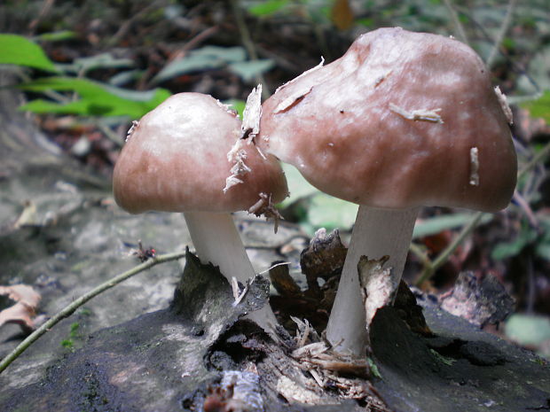 štítovka jelenia Pluteus cervinus (Schaeff.) P. Kumm.