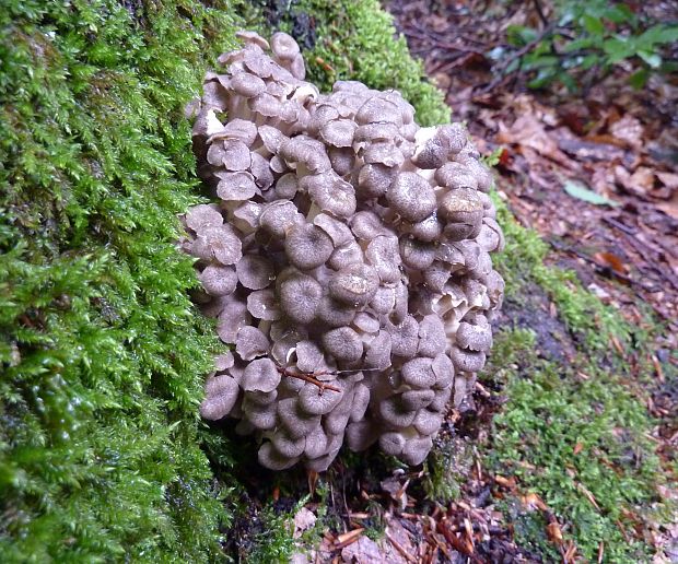 trúdnik klobúčkatý Polyporus umbellatus (Pers.) Fr.