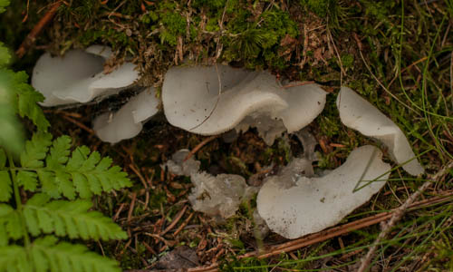 pajelenka želatínová Pseudohydnum gelatinosum (Scop.) P. Karst.