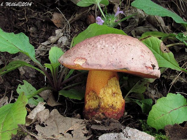 hríb Le Galovej Rubroboletus legaliae (Pilát & Dermek) Della Maggiora & Trassin.